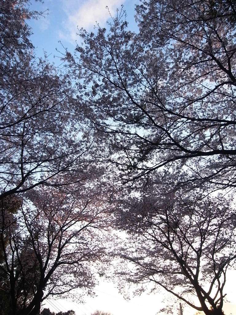 sakura