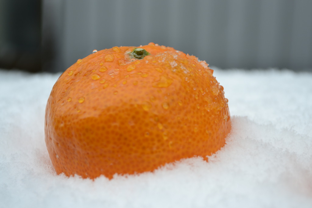 初雪にみかん