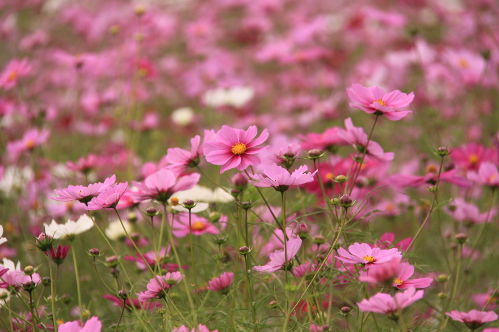 秋桜