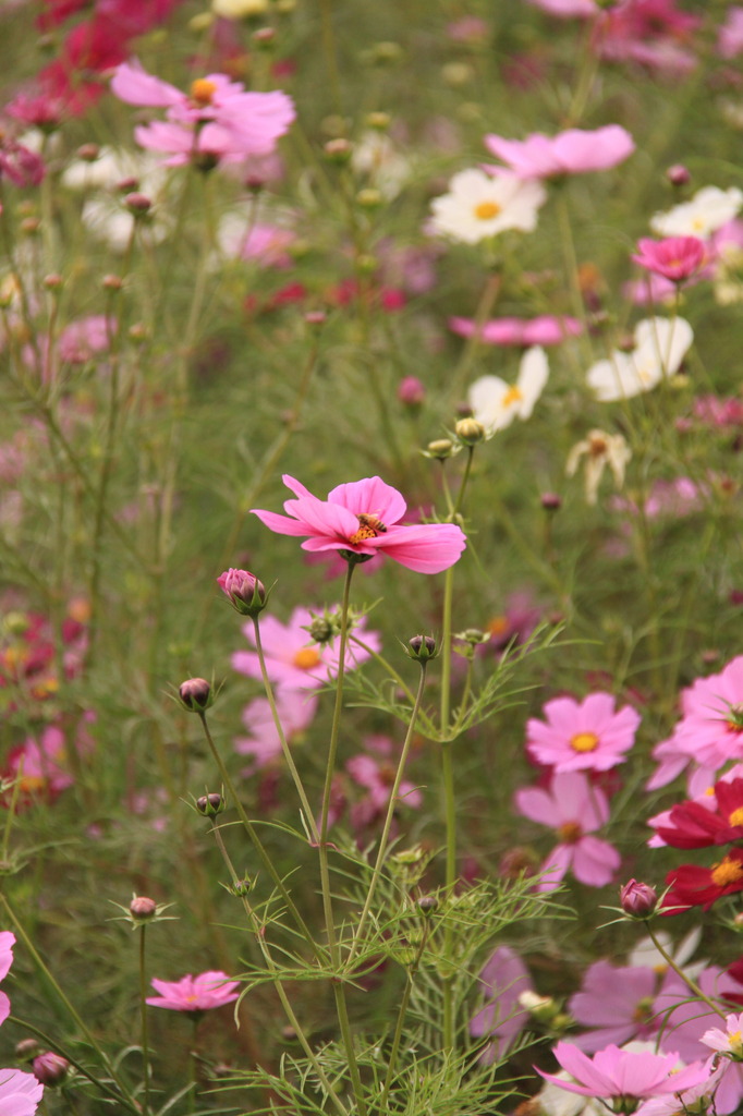 秋桜