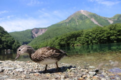 高原のかわいいやつ