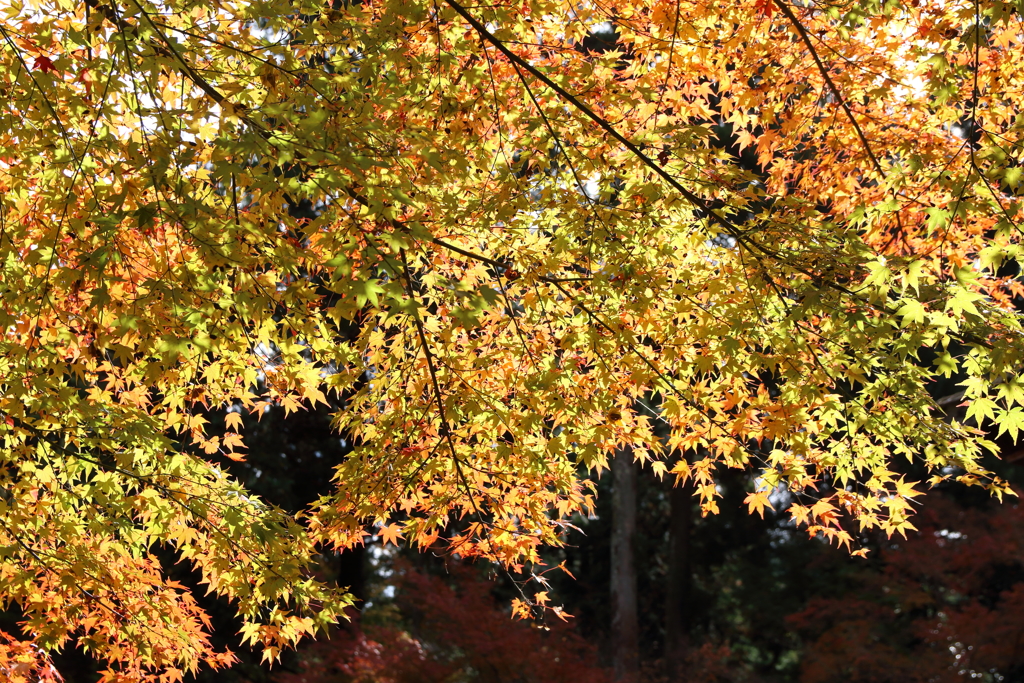 紅葉の輝き