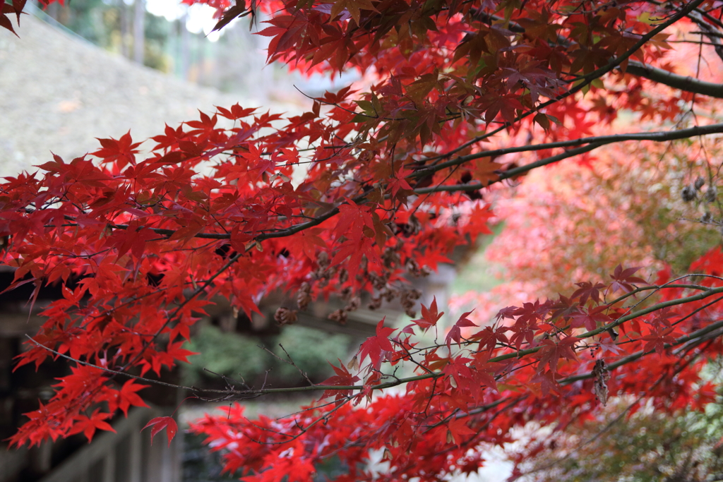 寺院の紅葉