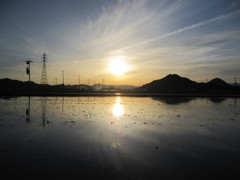 水田鏡面に映る夕日