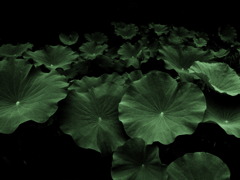 夏の挽歌 - Last Summer -