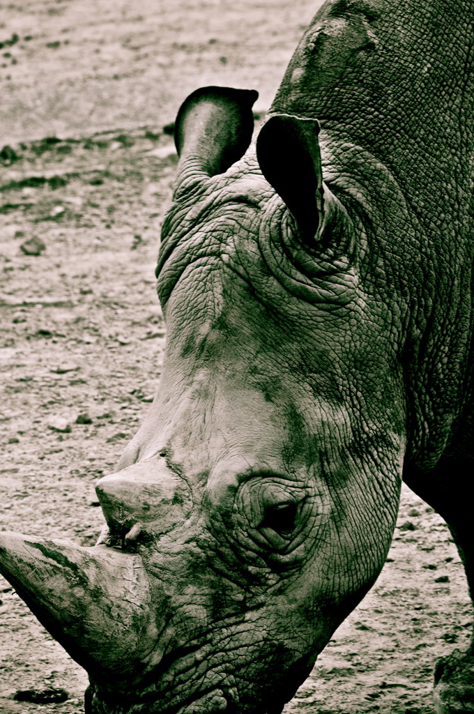 White Rhinoceros
