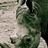 White Rhinoceros