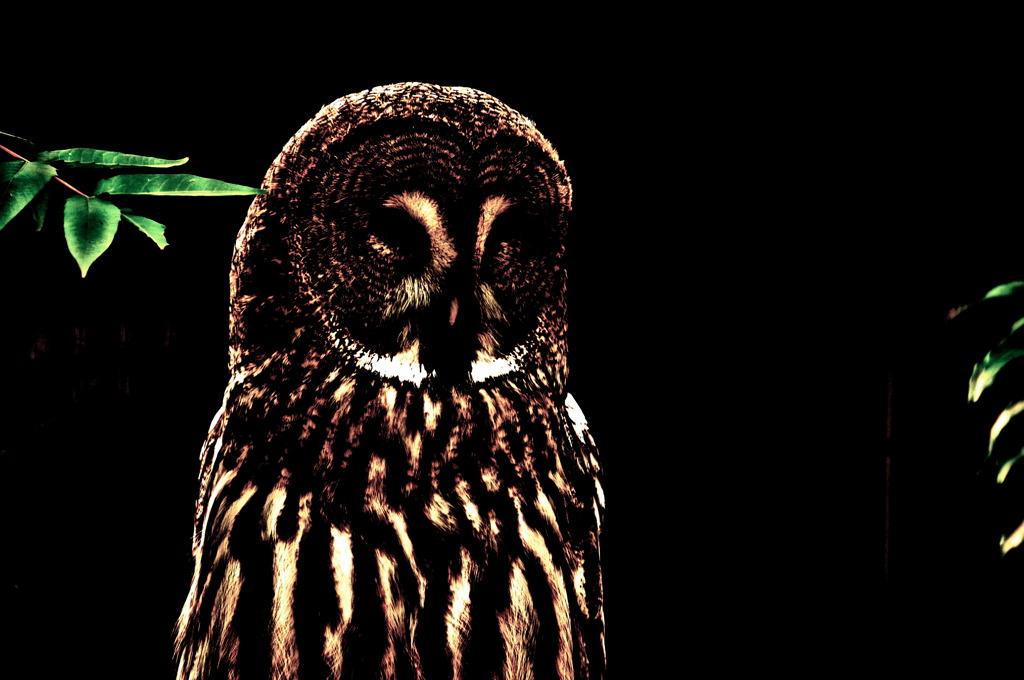 Great Gray Owl