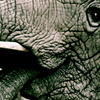 African Elephant
