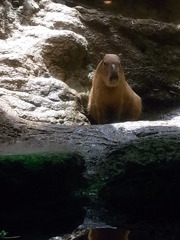 カピバラ氏