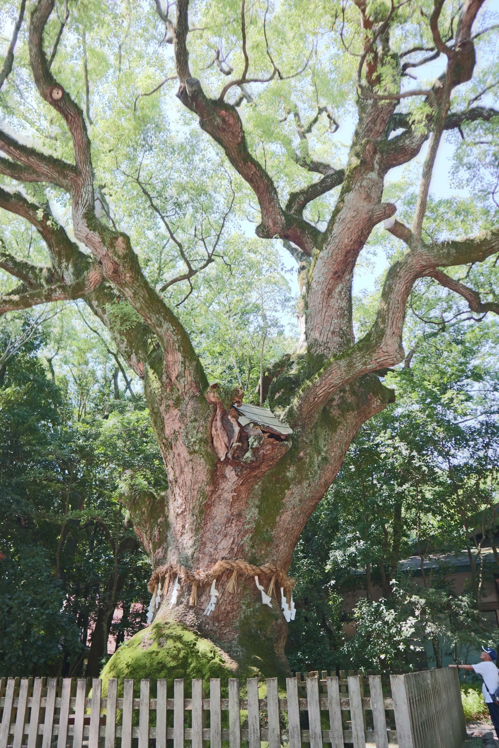 熱田さんの御神木