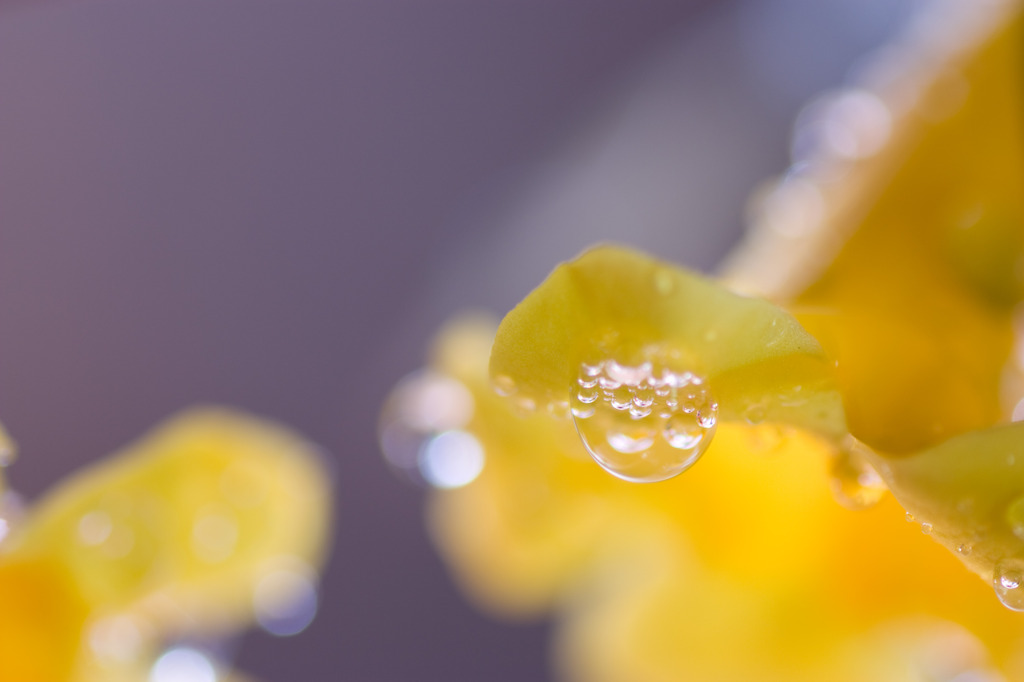 水玉の世界
