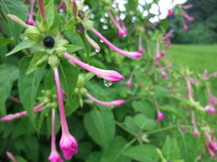 通り雨と蕾