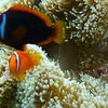 与論島　2009年8月