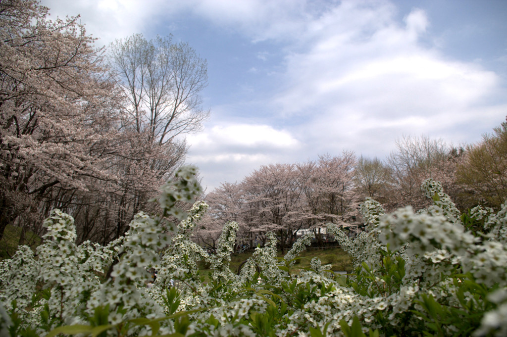 桜