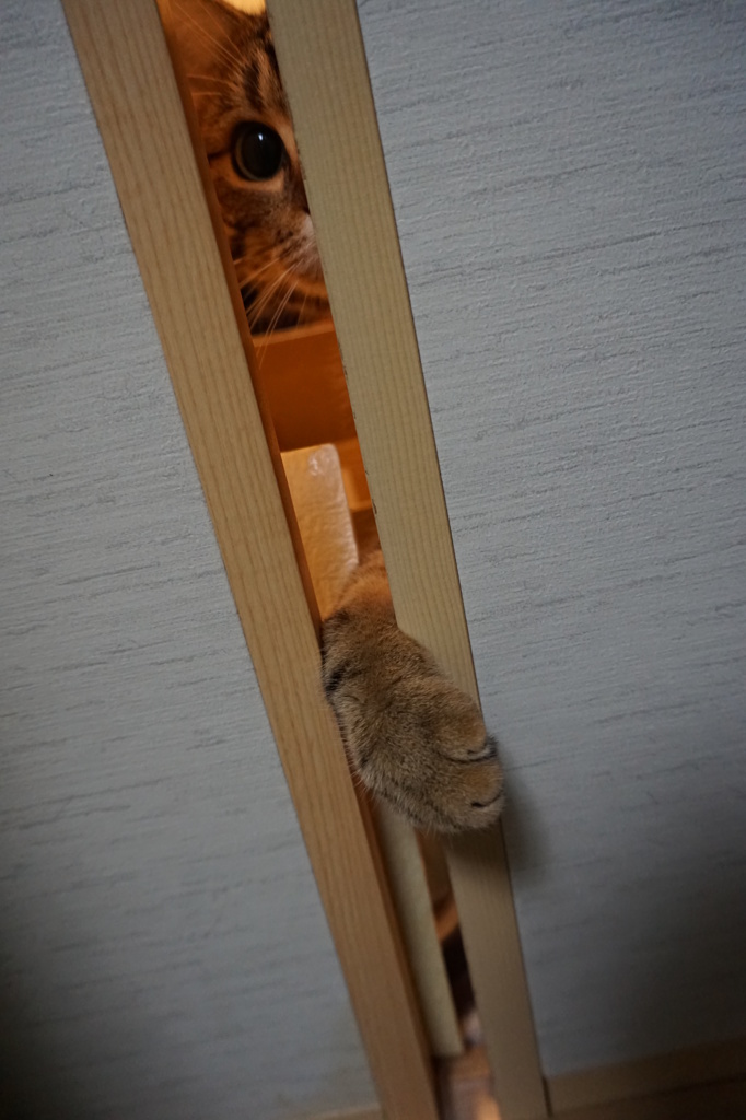 手袋ください