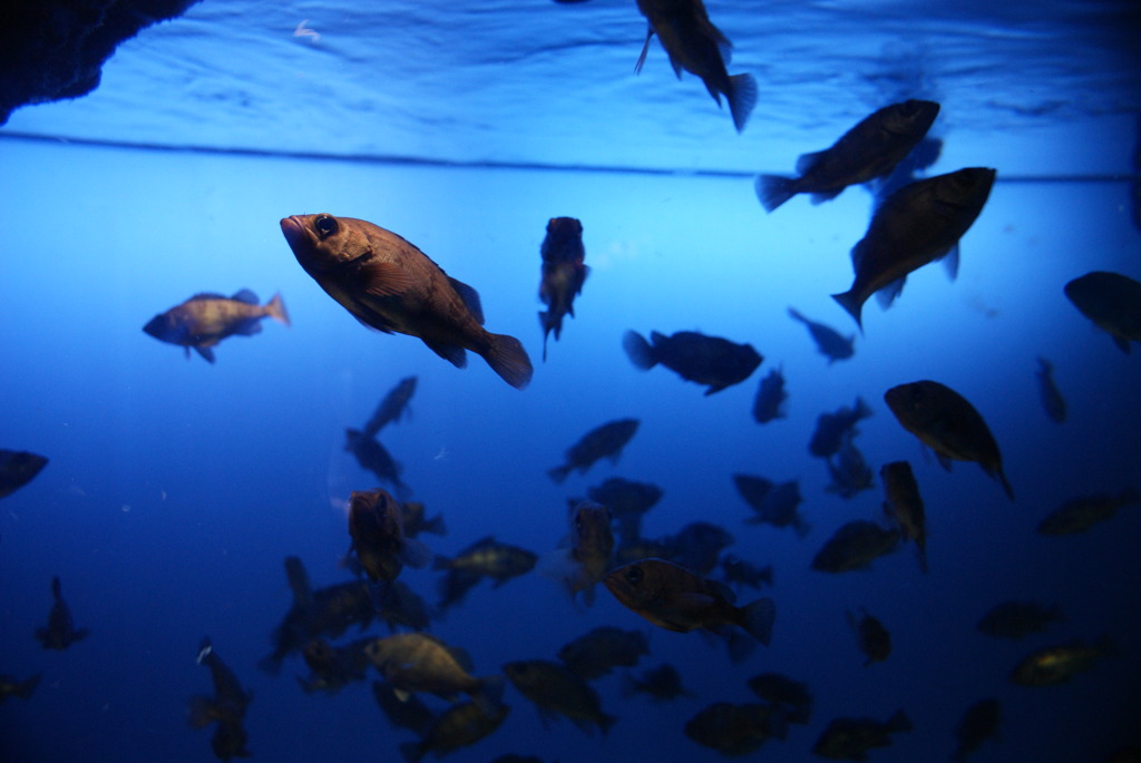 水族館にて