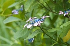 紫陽花