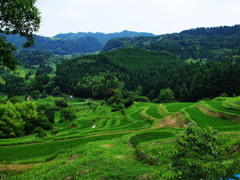 大山千枚田