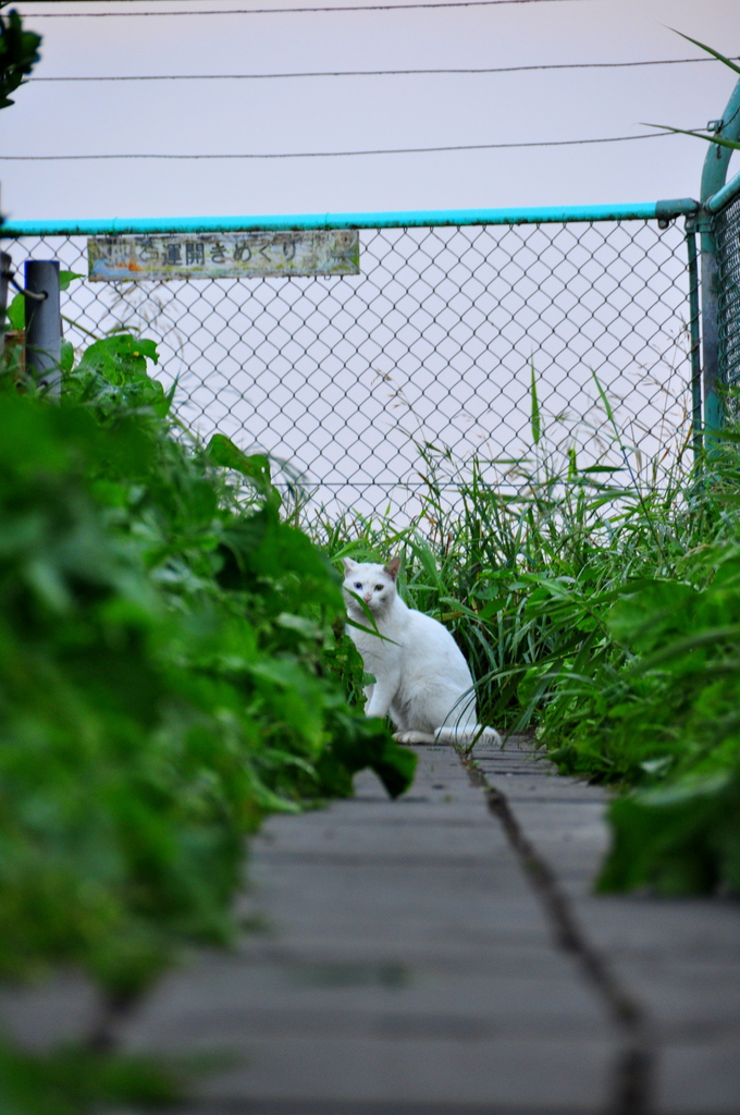 白い猫