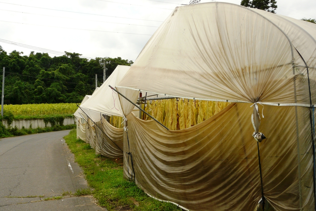 タバコの葉、乾燥中③