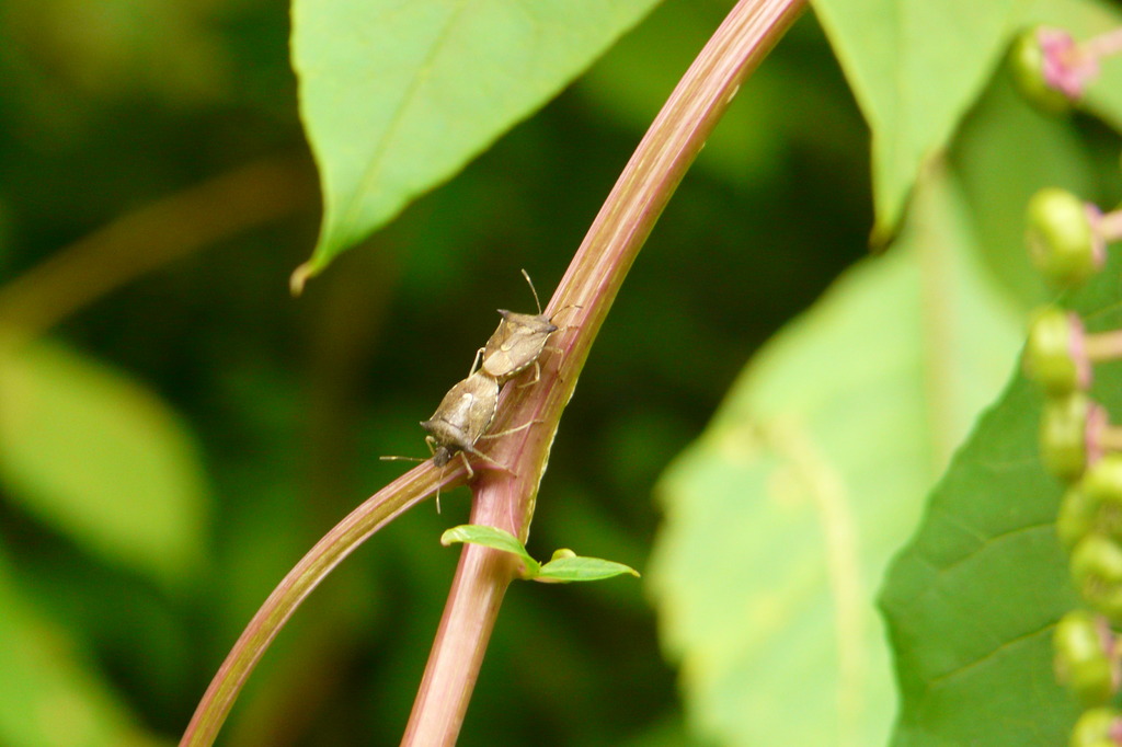 カメムシのカップル