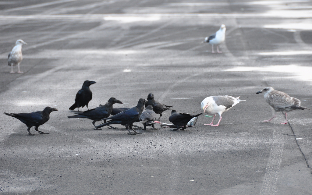 カラスとウミネコの合戦