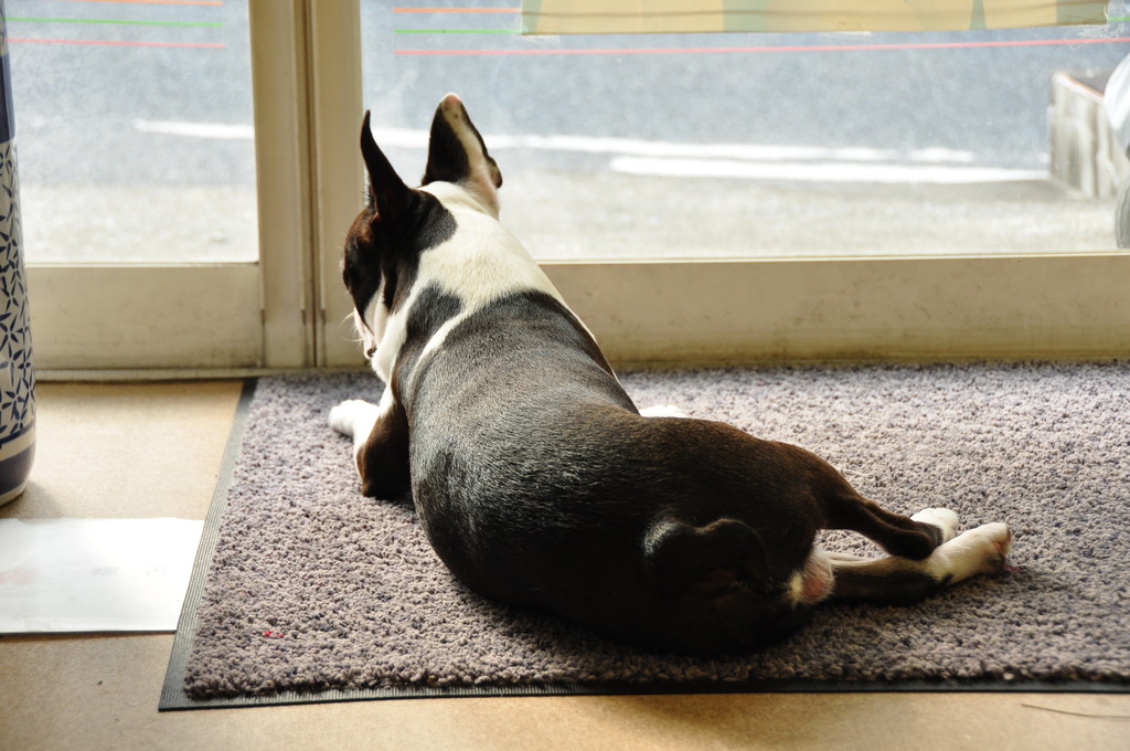 マル、看板犬になる