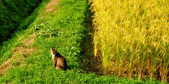 猫と稲