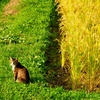 猫と稲