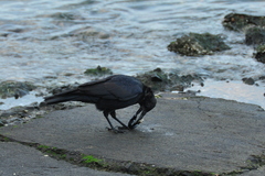 貝を食べるカラス