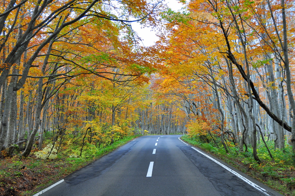 紅葉街道