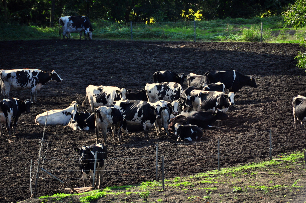 ホルスタインの群れ