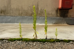 雑草は強い