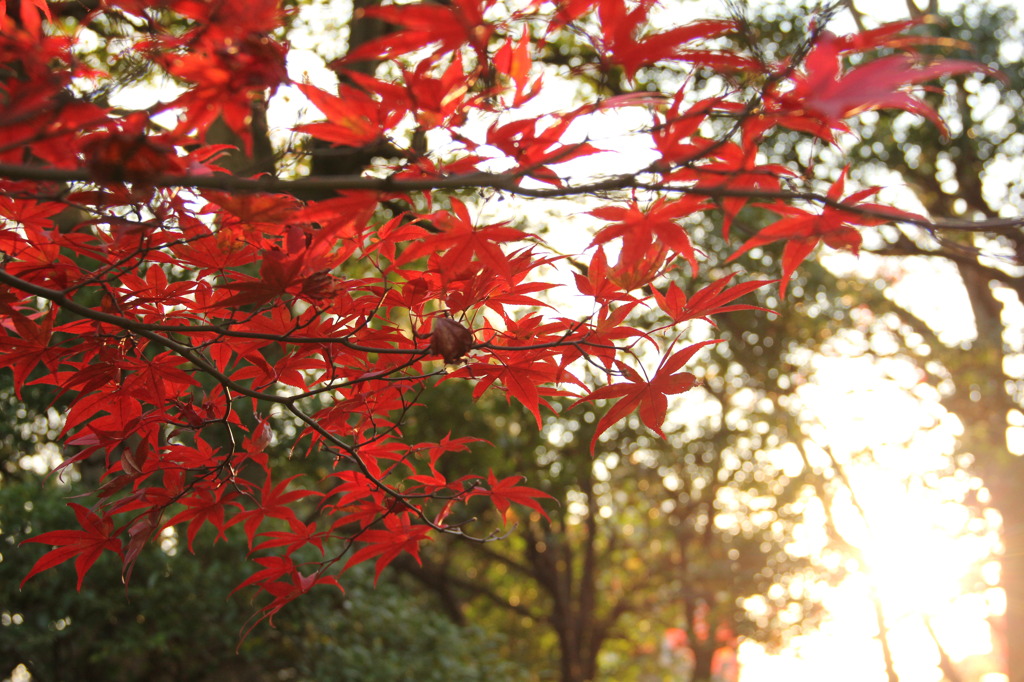 鳩山会館（庭園）