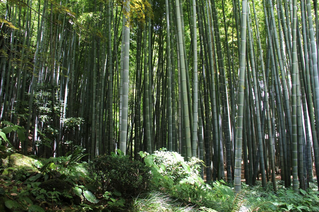 報国寺