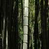 報国寺