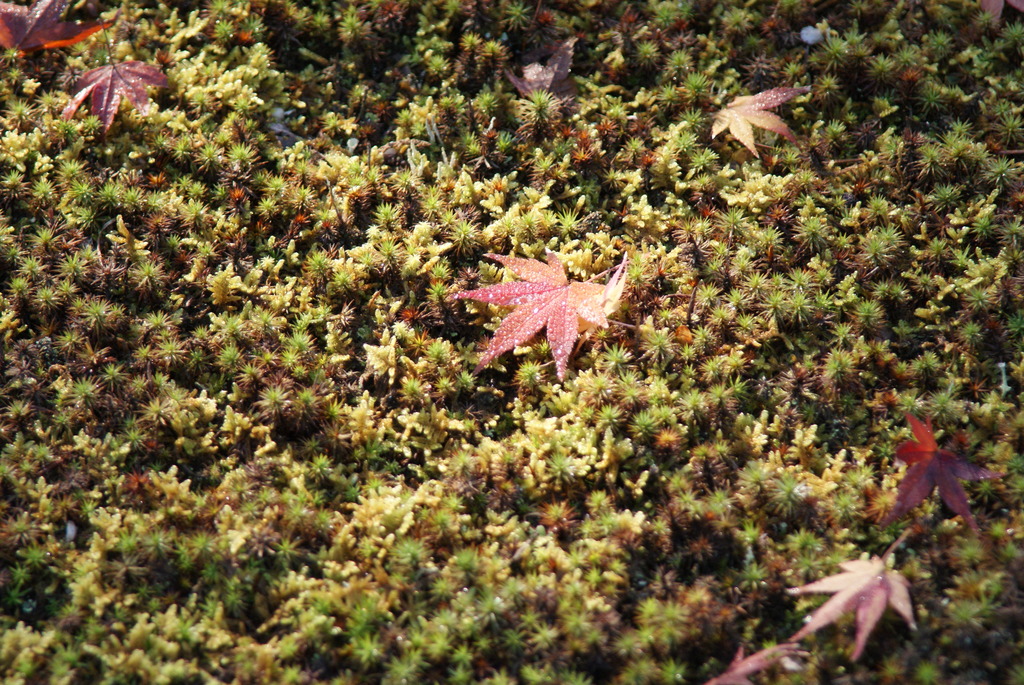 苔と紅葉