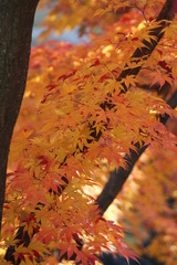 京の紅葉