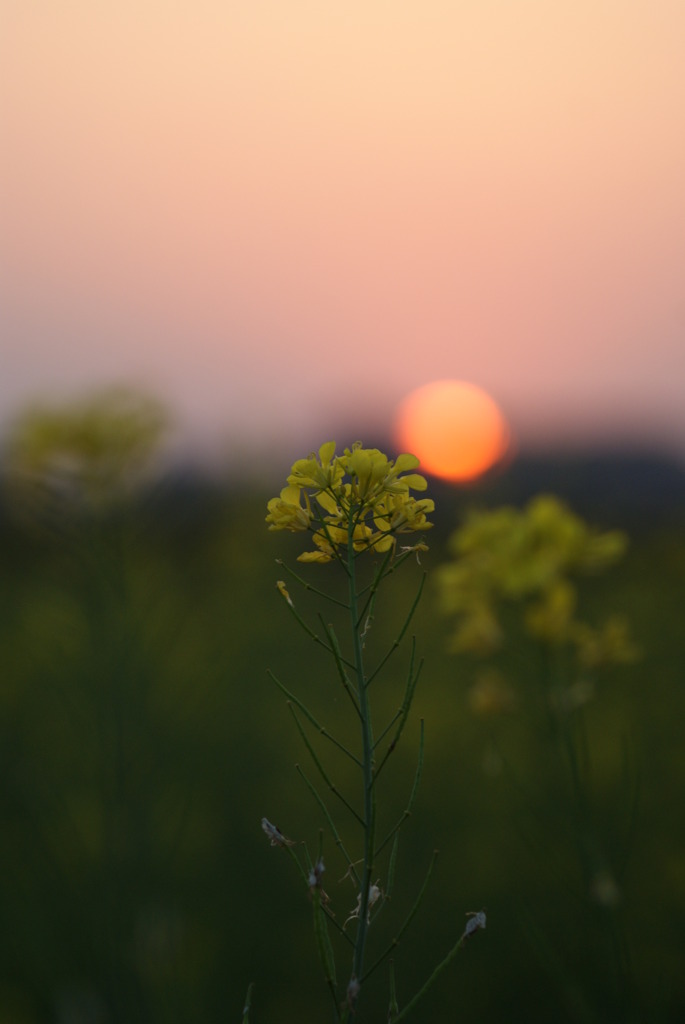 おはなと夕日