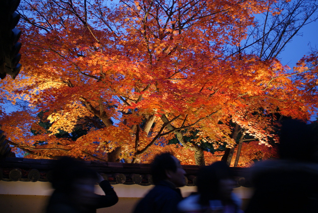 高台寺のライトアップ紅葉　