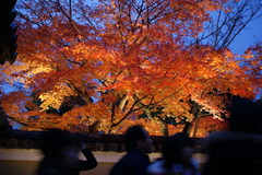 高台寺のライトアップ紅葉　