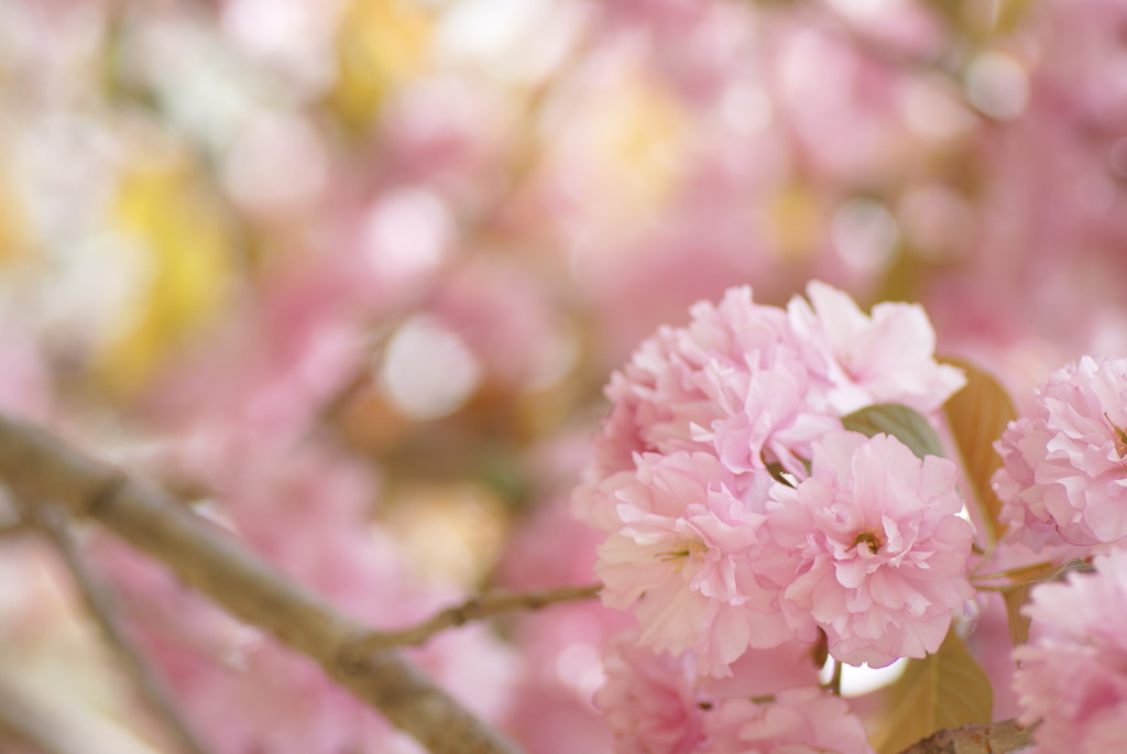 sakura