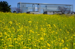 葛西臨海公園　菜の花