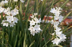 CRW_6239-2