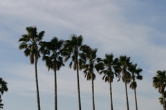PALM TREE