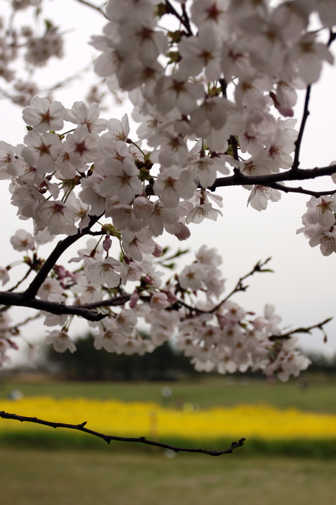 菜の花畑と桜