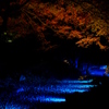 六義園ライトアップ