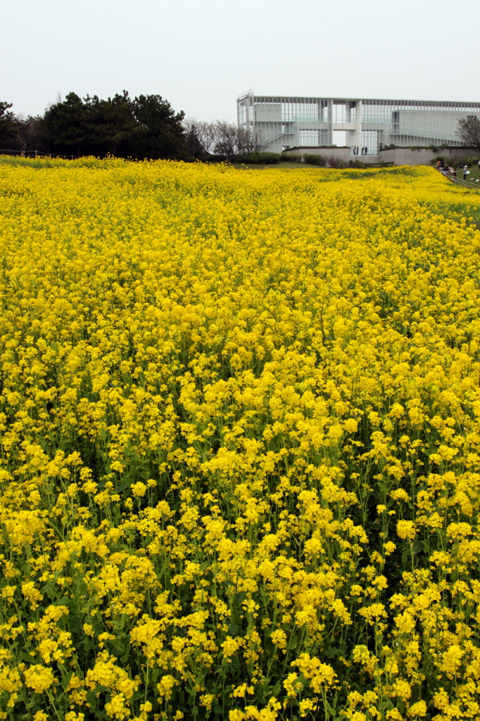 菜の花畑