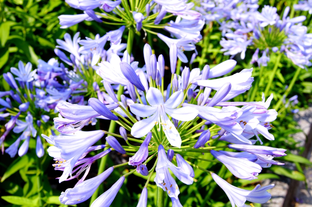 DSC01009